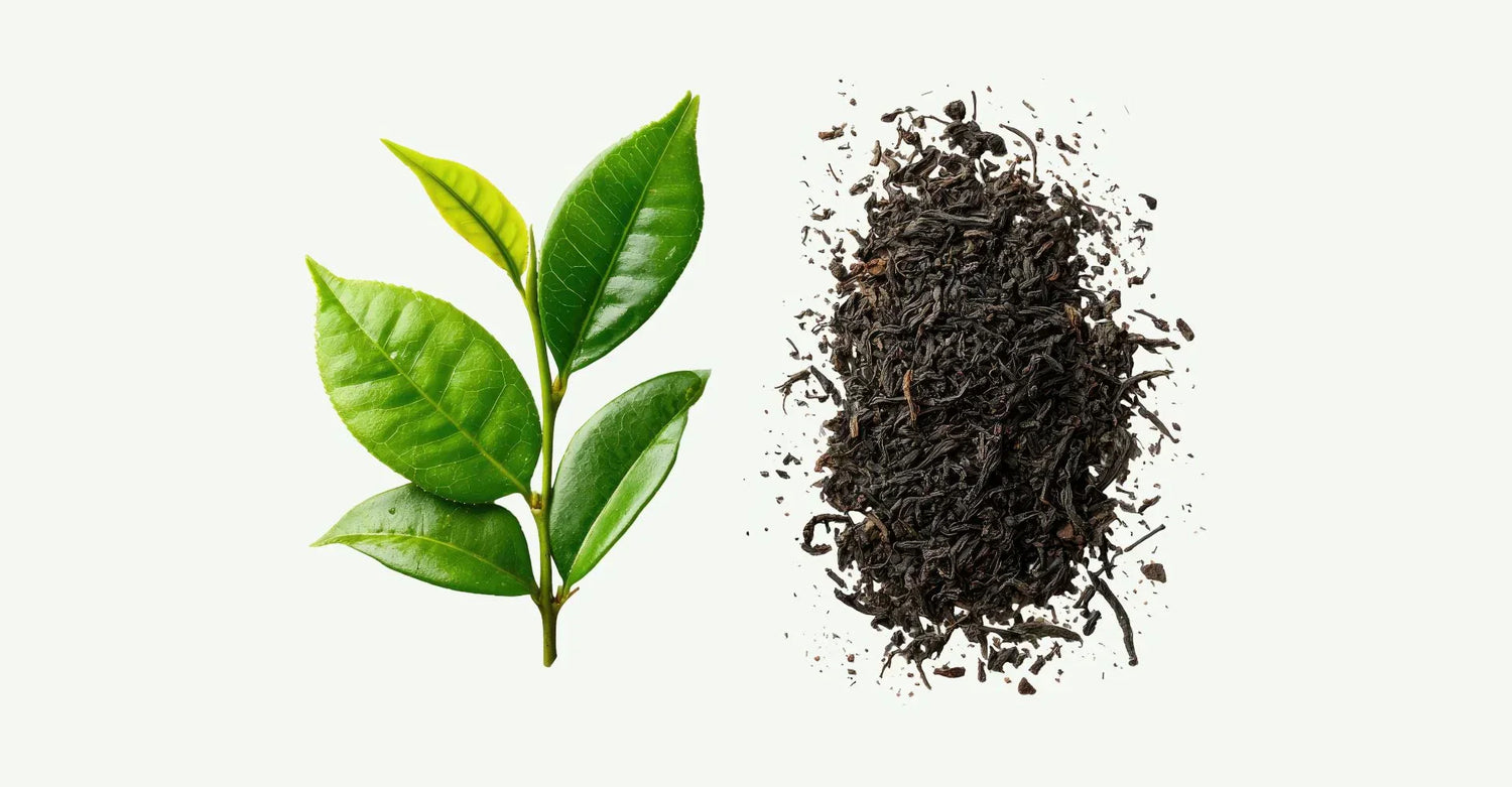Benefits of green tea for skin acne