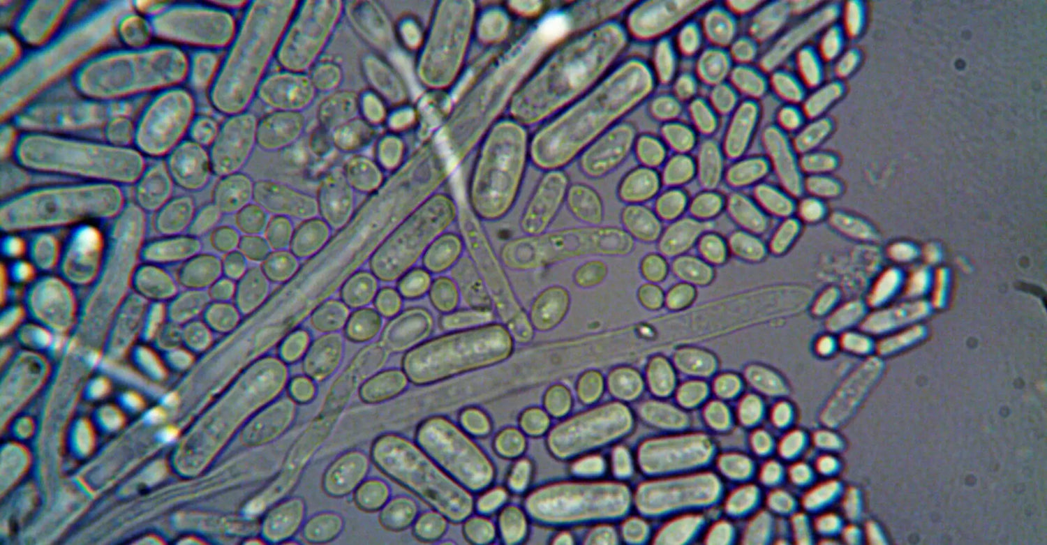 How to increase good bacteria on skin