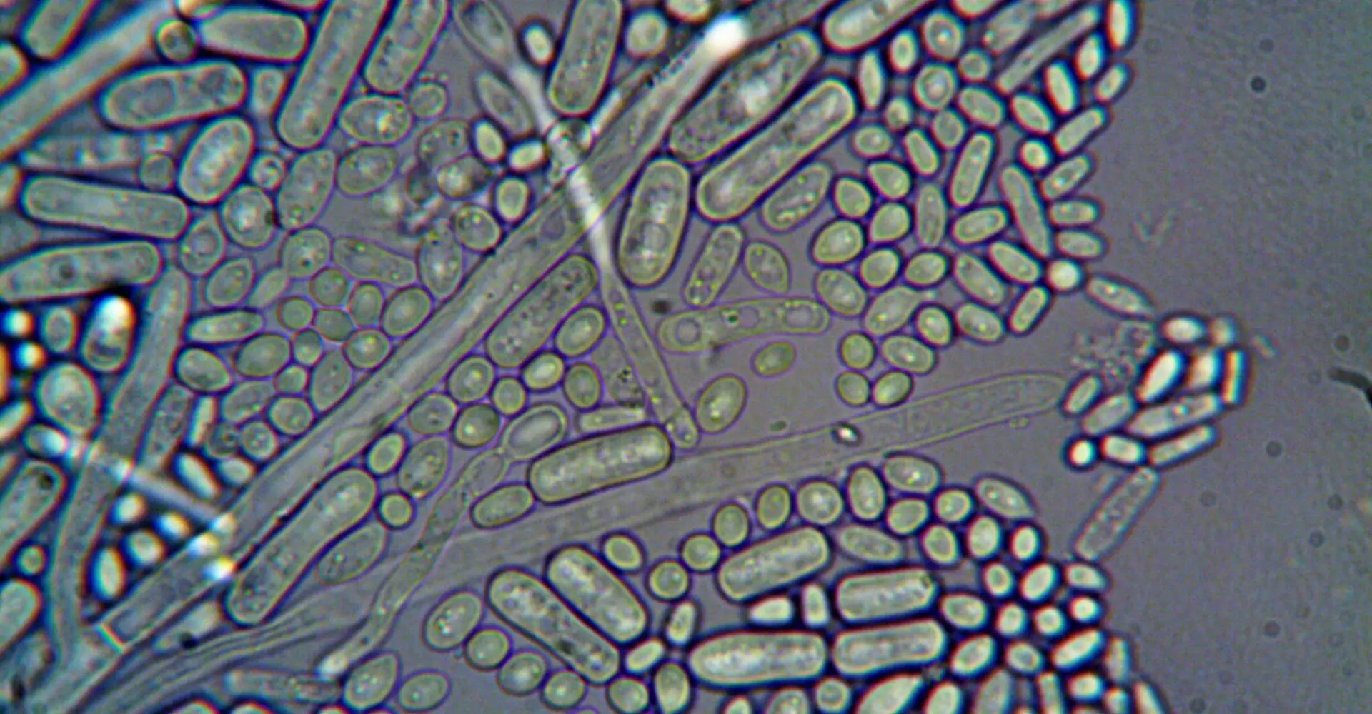 How to increase good bacteria on skin