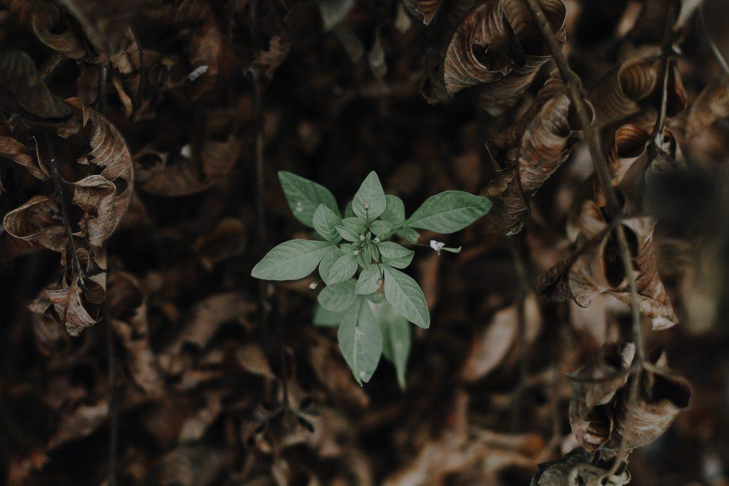 Four simple things that make a real difference: sustainability - biobod