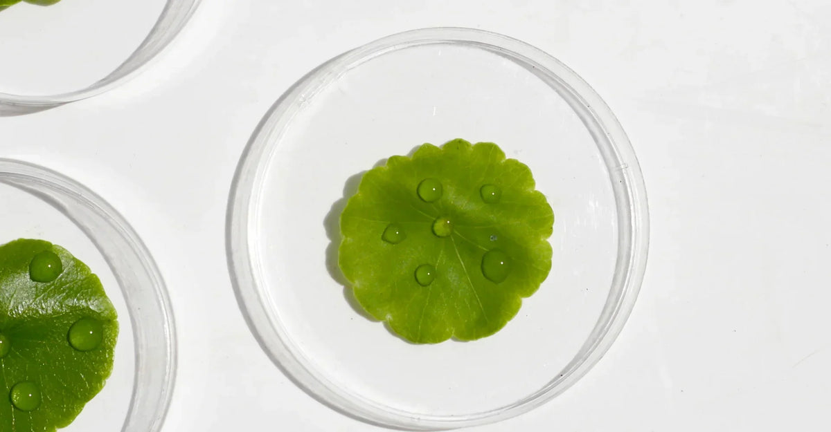 What Not to Mix With Centella Asiatica (and What Pairs Well)